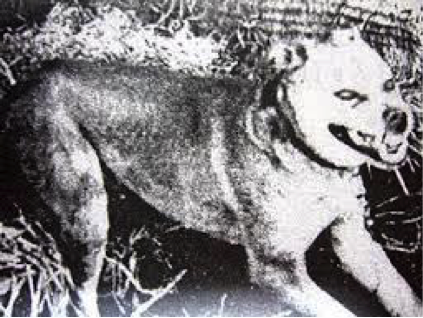 ＜狂騒状態にある狂犬病に罹患した犬＞